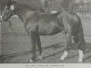 stallion Carol (Heavy Warmblood, 1979, from Canton)
