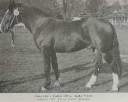 Deckhengst Carol 1404 (Schweres Warmblut, 1979, von Canton Mo 1297)