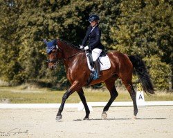 jumper Reyna THC (anglo european sporthorse, 2016, from Landrover)