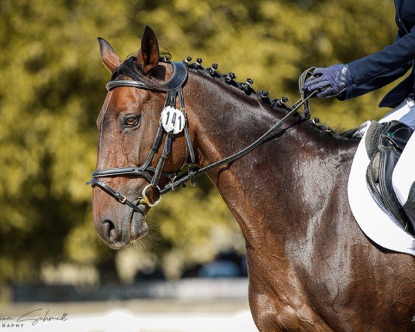 jumper Stella 1015 (Hanoverian, 2011, from Satisfaction FRH)