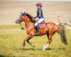 dressage horse Tuzur (unknown, 2012)