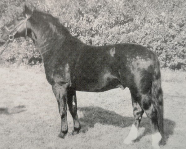 stallion Edelstein (Heavy Warmblood, 1962, from Edelfalk)