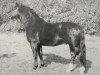 stallion Edelstein (Heavy Warmblood, 1962, from Edelfalk)