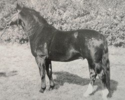 stallion Edelstein Mo 1212 (Heavy Warmblood, 1962, from Edelfalk Mo 1160)