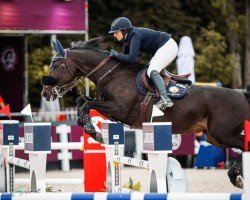 jumper Cacharel De Amoranda Z (Zangersheide riding horse, 2010, from Corlensky G)