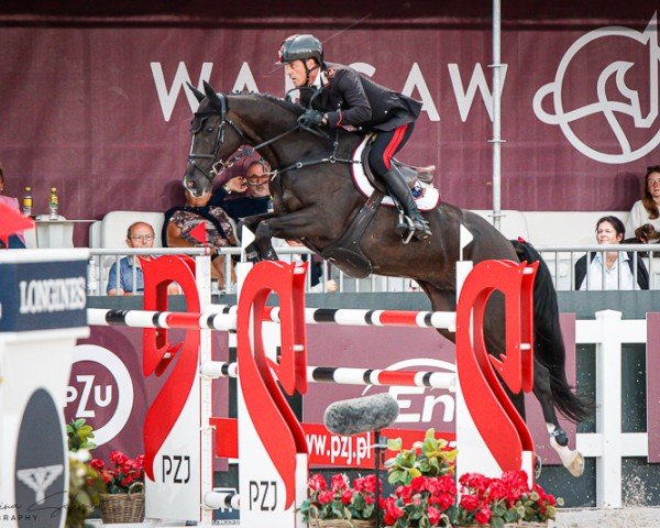 jumper Cash du Pratel (Selle Français, 2012, from L'Arc de Triomphe)