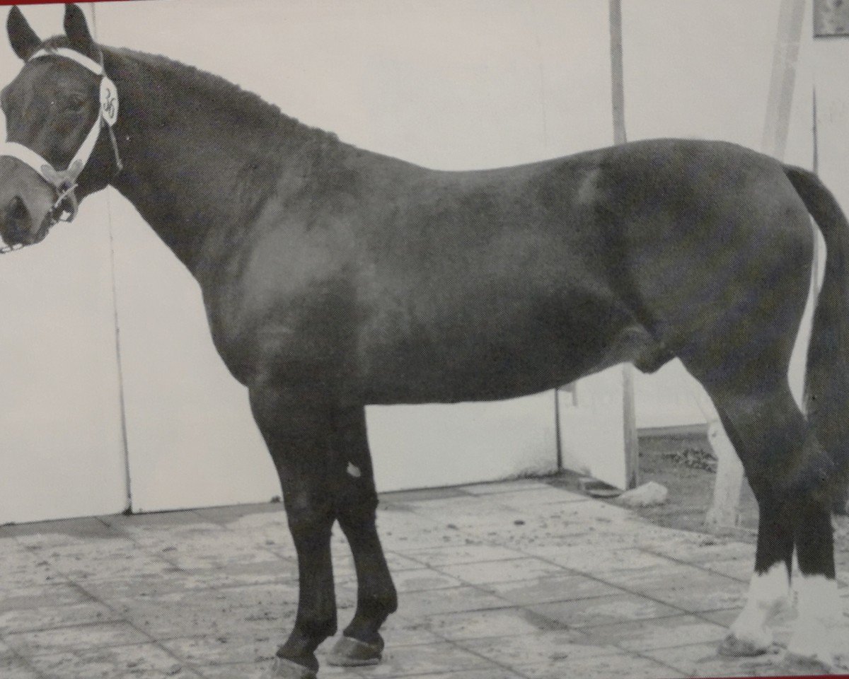 Deckhengst Elkan Mo 1239 (Schweres Warmblut, 1964, von Edelfalk Mo 1160)