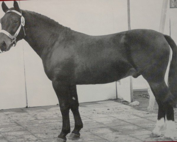 stallion Elkan (Heavy Warmblood, 1964, from Edelfalk)