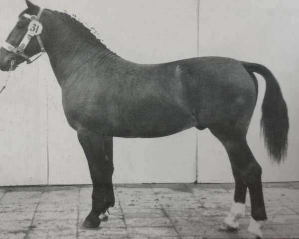 stallion Effekt Mo 1236 (Heavy Warmblood, 1964, from Edelfalk Mo 1160)