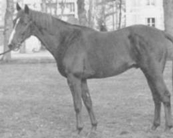 stallion Balanson xx (Thoroughbred, 1966, from Sonzyeux xx)
