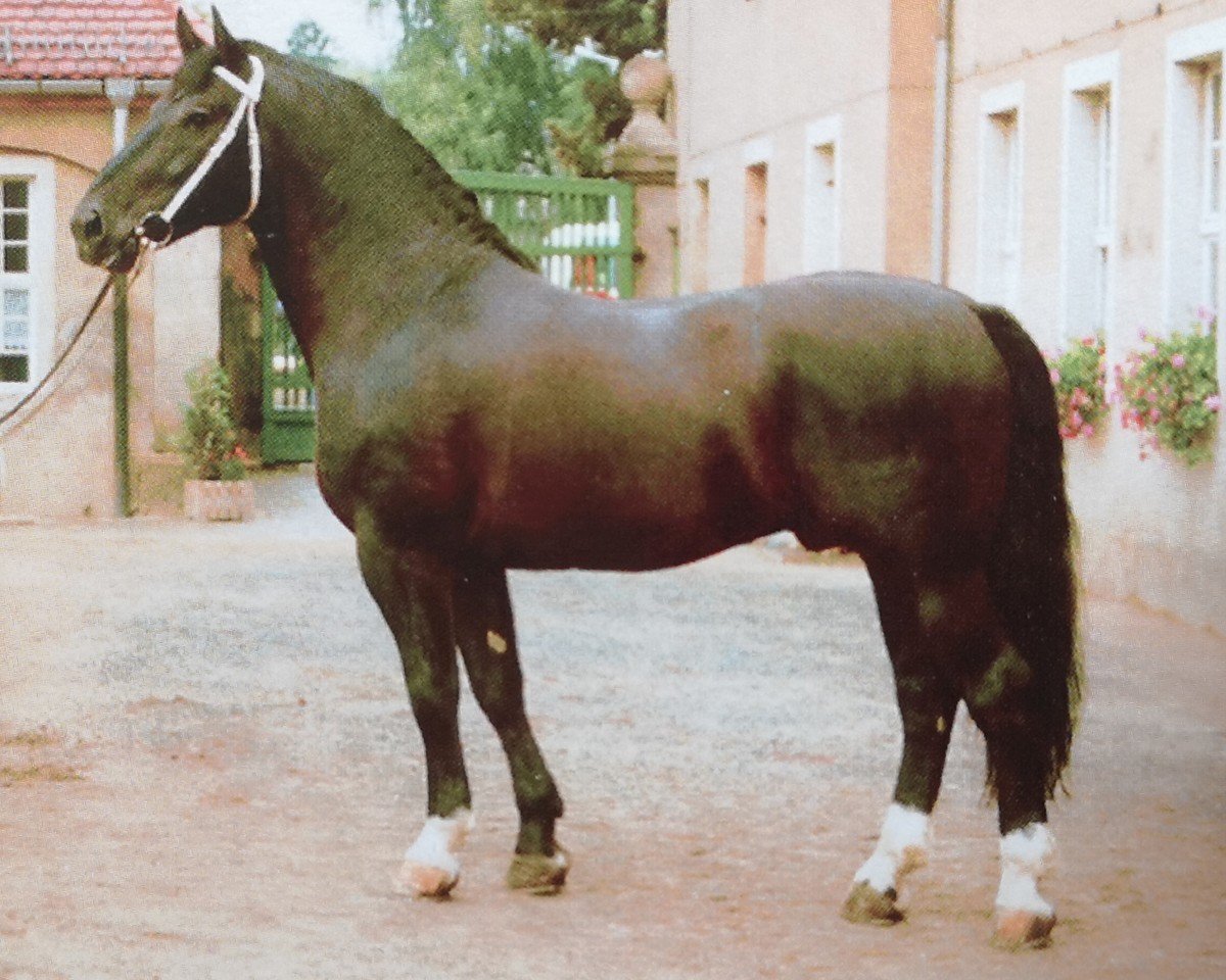 Deckhengst Edano I Mo 1454 (Schweres Warmblut, 1984, von Edino 1410)