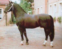 stallion Edano I Mo 1454 (Heavy Warmblood, 1984, from Edino 1410)