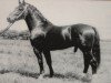 stallion Edano II (Heavy Warmblood, 1985, from Edino)