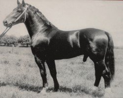 stallion Edano II 1464 (Heavy Warmblood, 1985, from Edino 1410)