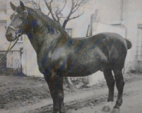 stallion Rückert Mo 228 (Oldenburg, 1919, from Rudolf 1531)