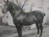 stallion Rückert Mo 228 (Oldenburg, 1919, from Rudolf 1531)