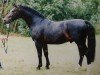 stallion Einsiedel (Heavy Warmblood, 1994, from Enzian 1424)