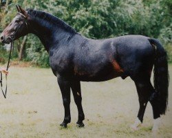 stallion Einsiedel (Heavy Warmblood, 1994, from Enzian 1424)