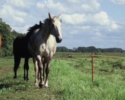 broodmare Frama xx (Thoroughbred, 1982, from Fierant xx)