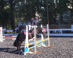 dressage horse LeChuck (Shetland Pony, 2006)