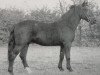 stallion Lork (Heavy Warmblood, 1952, from Lump 945)