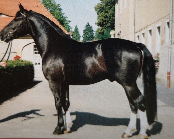 stallion Epomeo (Heavy Warmblood, 1996, from Epos)