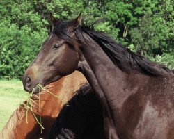 broodmare Feine xx (Thoroughbred, 1991, from Freefoot xx)