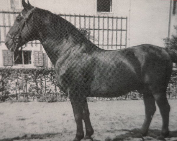 stallion Edzar (Mo) 568 (Alt-Oldenburger / Ostfriesen, 1935, from Emmo 1684 OF)