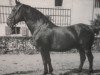 stallion Edzar (Mo) 568 (Alt-Oldenburger / Ostfriesen, 1935, from Emmo 1684 OF)