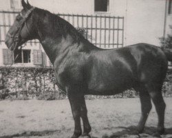 stallion Edzar (Mo) 568 (Alt-Oldenburger / Ostfriesen, 1935, from Emmo 1684 OF)