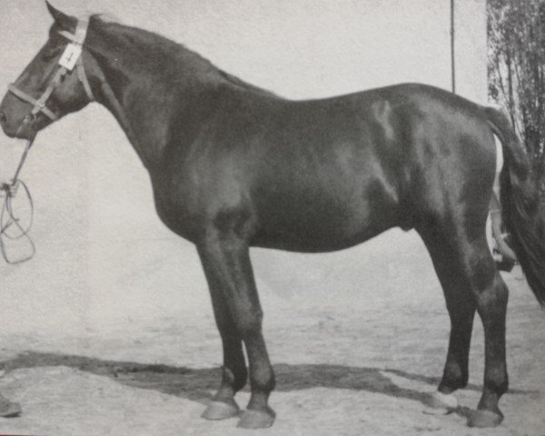 stallion Edzold Mo 998 (S-A 356) (Heavy Warmblood, 1950, from Edzar (Mo) 568)