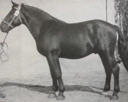 Deckhengst Edzold Mo 998 (S-A 356) (Schweres Warmblut, 1950, von Edzar (Mo) 568)