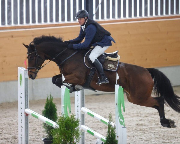 dressage horse Aquitano F CH (Swiss Warmblood, 2014, from Aquilino)