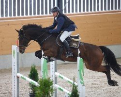 dressage horse Aquitano F CH (Swiss Warmblood, 2014, from Aquilino)