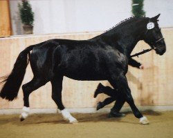 Pferd Egino (Schweres Warmblut, 2000, von Epomeo)