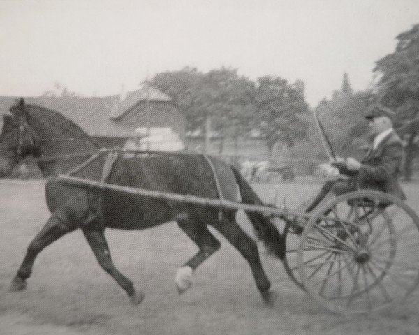 stallion Eichhorst (unknown, 1946, from Eichmann (Mo) 572)