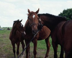 broodmare Fürstin (Noble Warmblood, 1977, from Forstwart)