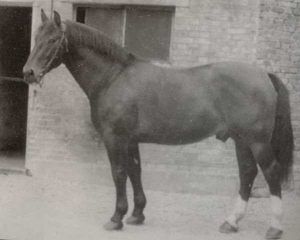 stallion Eike (unknown,  , from Edler)