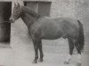 stallion Eike Mo 791 (Oldenburg, 1957, from Edler Mo 4105)