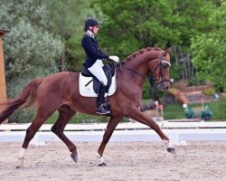 dressage horse Fundancer (Hannoveraner, 2019, from Finnigan)