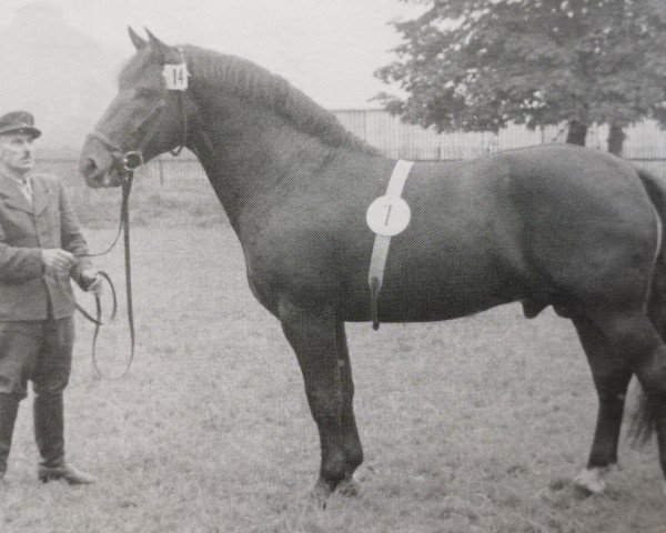 Deckhengst Elbing Mo 1014 (Schweres Warmblut, 1950, von Elan SN 664 (Mo))