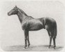 stallion Cannobie xx (Thoroughbred, 1913, from Polymelus xx)