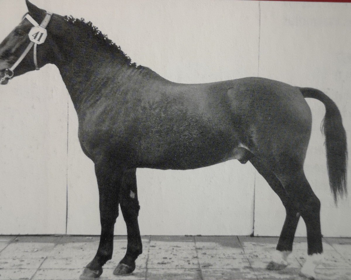 Deckhengst Eremit Mo 1241 (Schweres Warmblut, 1964, von Edelfalk Mo 1160)