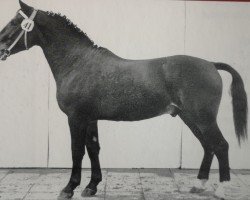 stallion Eremit Mo 1241 (Heavy Warmblood, 1964, from Edelfalk Mo 1160)