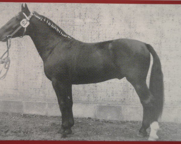 stallion Edelfink (Heavy Warmblood, 1966, from Edelfalk)