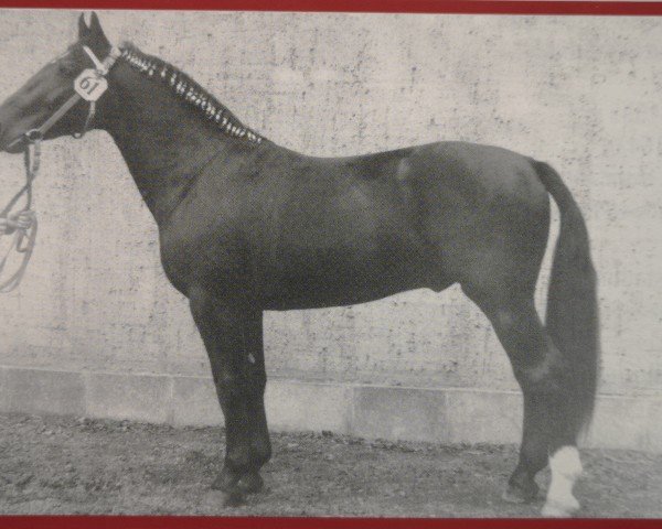 Deckhengst Edelfink (Schweres Warmblut, 1966, von Edelfalk)