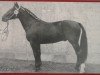 stallion Edelfink (Heavy Warmblood, 1966, from Edelfalk)