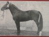 stallion Edelfink (Heavy Warmblood, 1966, from Edelfalk Mo 1160)