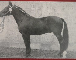 stallion Edelfink (Heavy Warmblood, 1966, from Edelfalk Mo 1160)