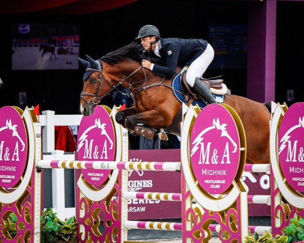 Springpferd ELASKO HERO (Belgium Sporthorse, 2010, von Erco van het Roosakker)